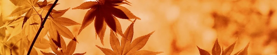 store_banner